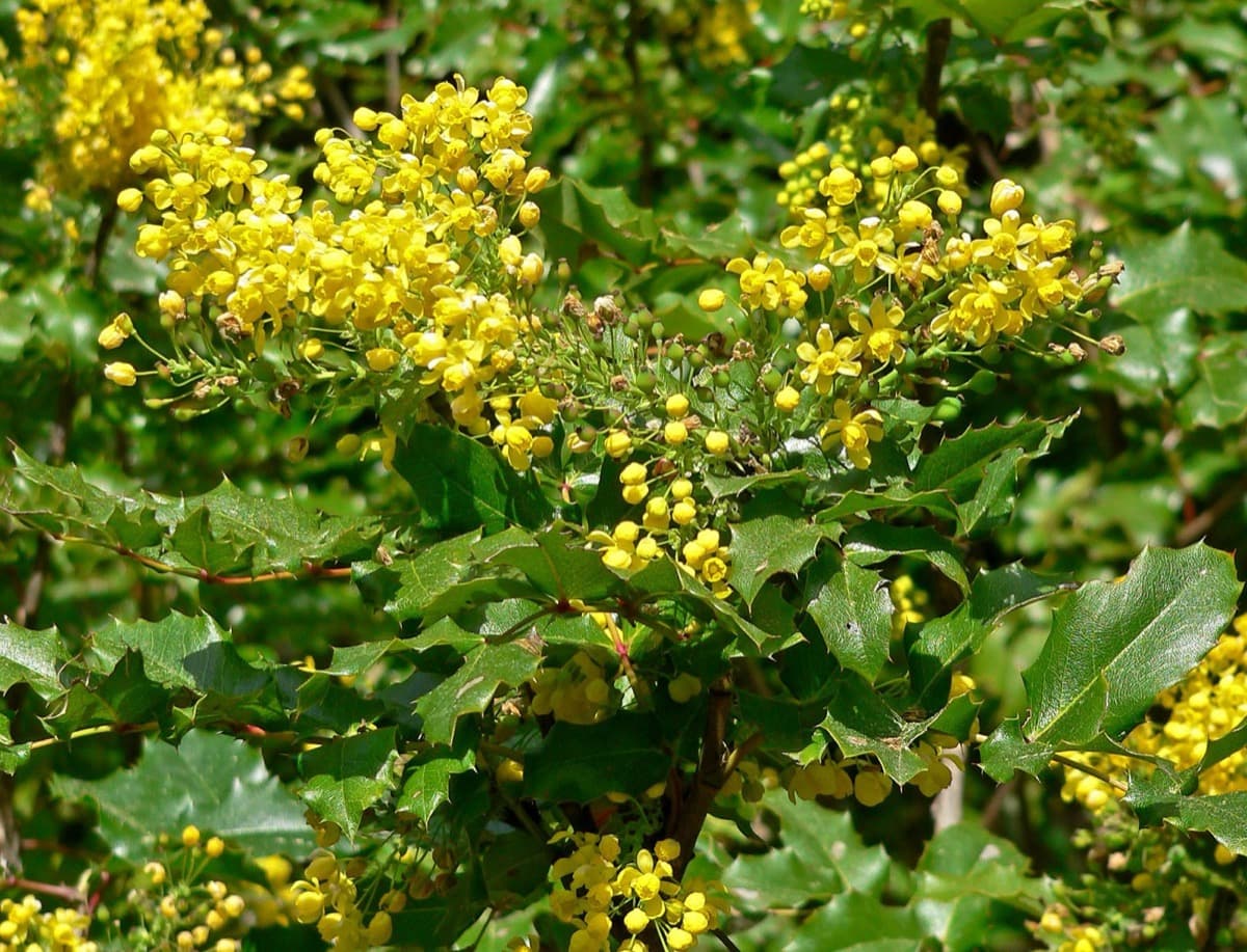 Shiny Leaf Barberry
